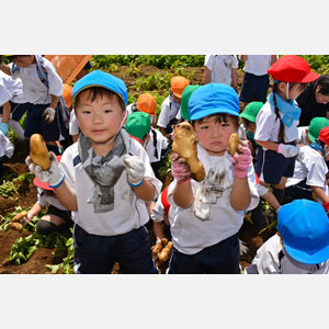 じゃがいも掘り